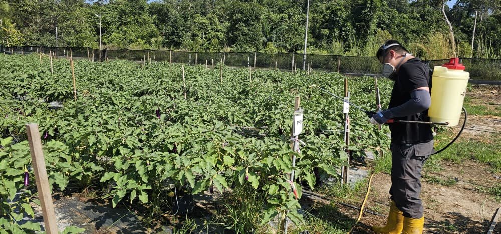 Brinjal Field Trial