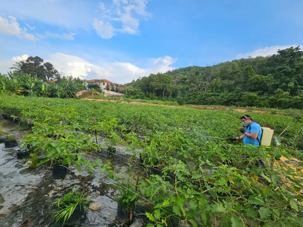 Brinjal Field Trial_2