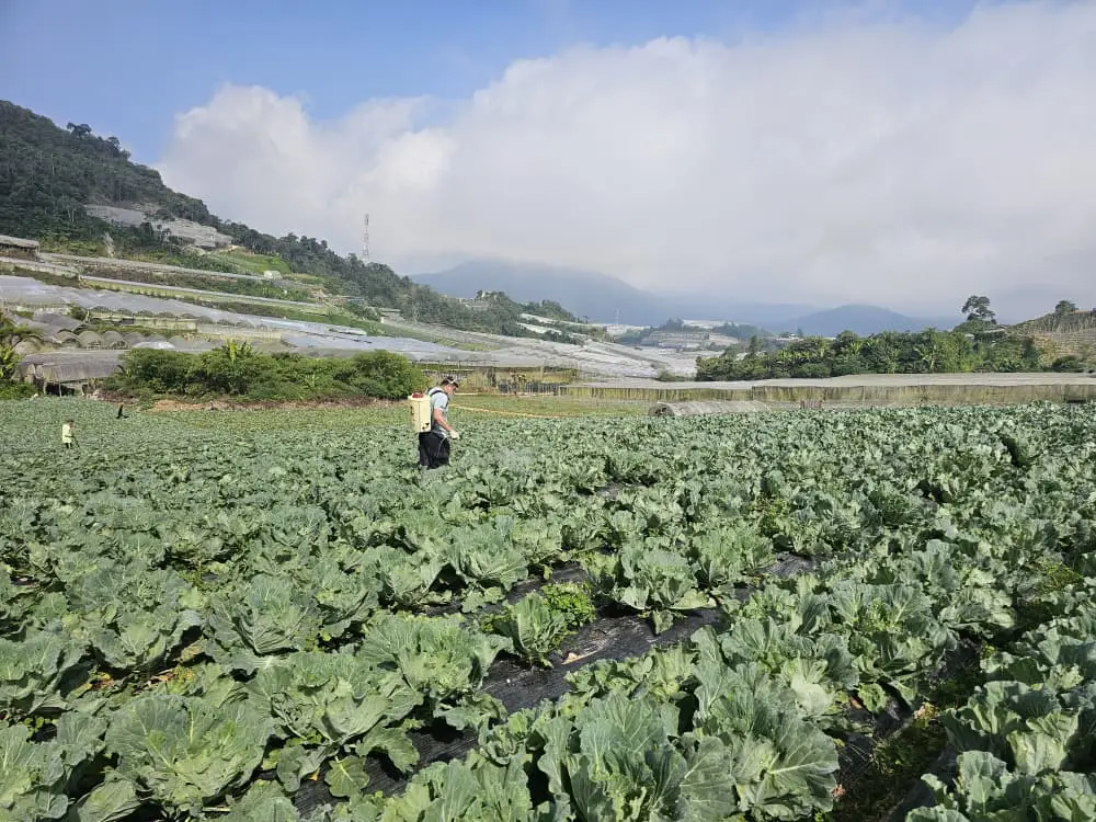 Cabbage Field Trial