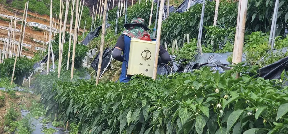 Chilli Field Trial