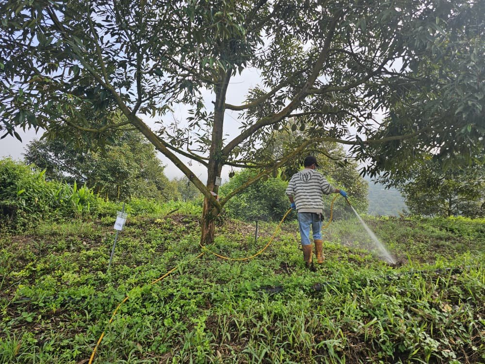 Durian Field Trial_1