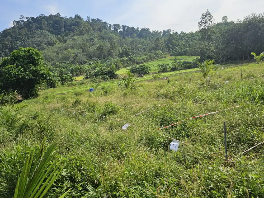 Oil Palm Field Trial_1