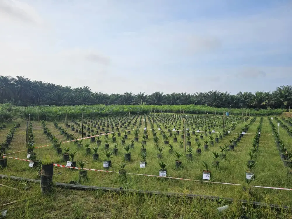 Oil Palm Nursery Field Trial