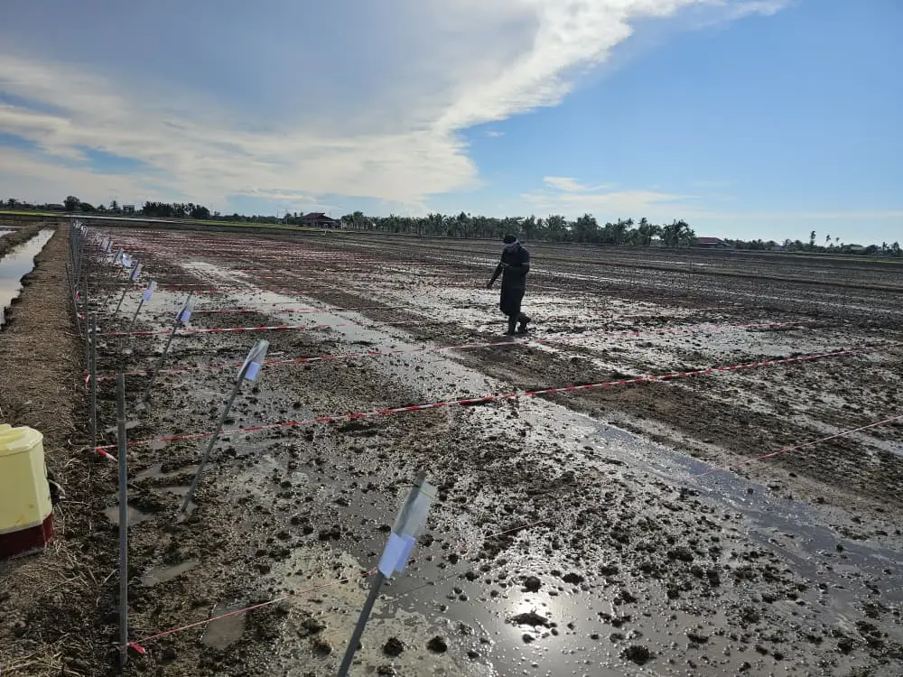 Paddy Field Trial