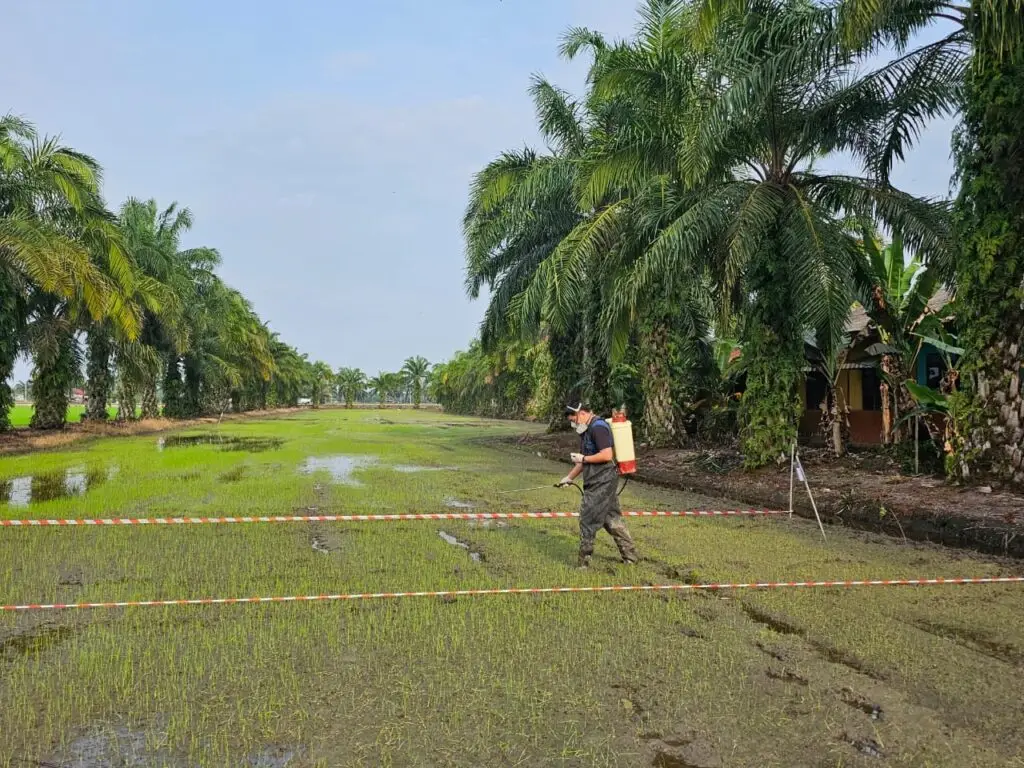 Paddy Field Trial_2
